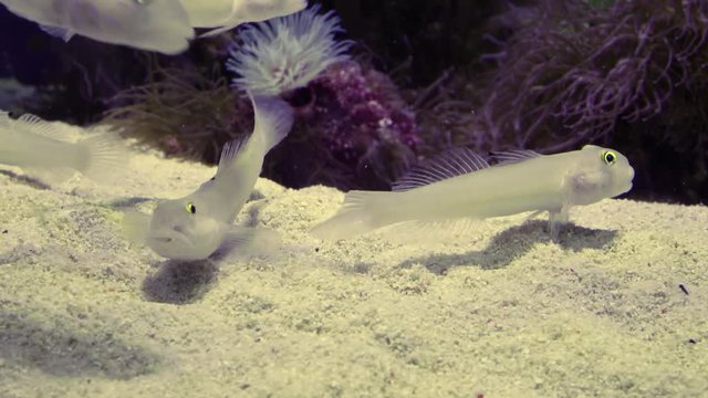 Couple of Valenciennea sexguttata, sea fish.