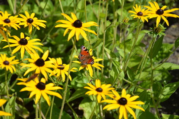 Butterfly on Flowers