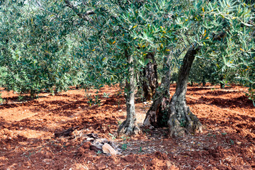 Olive garden and the old olive trees on red soil