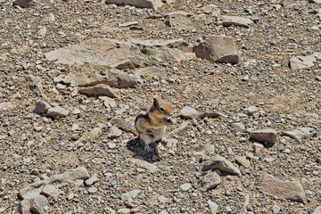 chipmunk eating an almond that they stole from my lunch