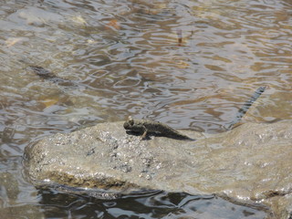 ミナミトビハゼ (Okinawa)