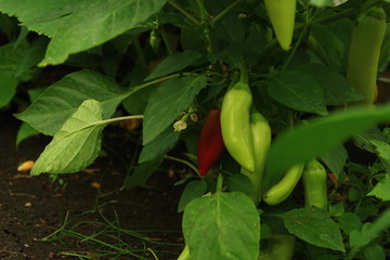chilli pepper in the garden