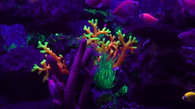 Slow motion. Colorful fluorescent glofish danio in the aquarium.