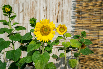 Growing sunny sunflowers.
