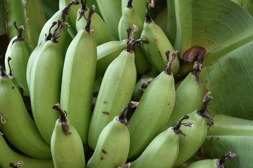la banane bio 