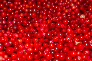 Red currant background, shiny berries
