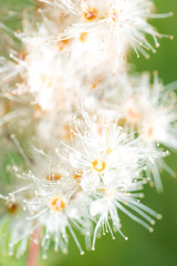 Abstract spring seasonal background with white flowers, natural easter floral image with copy space
