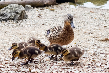 Family of ducks walking a straight line in front of the lake.