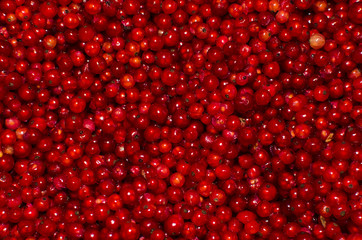 Red currant background, shiny berries