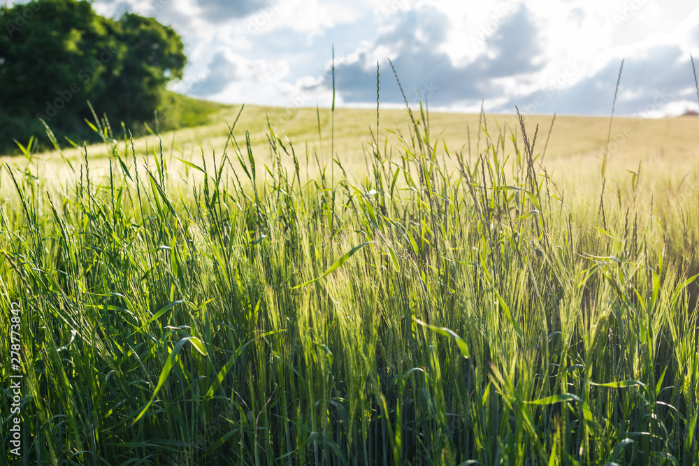 Wall mural in the fields grows the crop and beautiful wildflowers in a rural landscape.