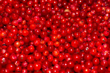 Red currant background, shiny berries