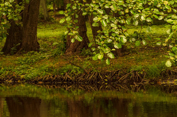 A branch of a tree bent over water in the forest