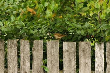 nightingale sitting on a fence