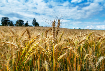 Natural wheat field.
