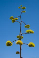Desert Flower Blue Sky