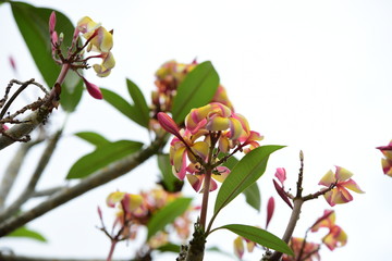 Colorful flowers in the garden.Plumeria flower blooming.Beautiful flowers in the garden.
