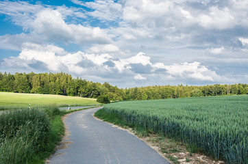In the fields grows the crop and beautiful wildflowers in a rural landscape.