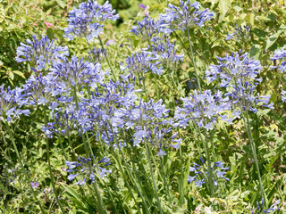 Hampes florales d'agapanthes bleues violettes (Agapanthus praecox) 