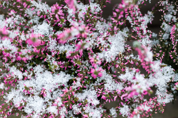 Obraz premium Heather. Snowy red Calluna vulgaris. Calluna vulgaris covered with snow. Texture, snowing