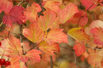 Viburnum branch with berries and autumn yellow leaves.