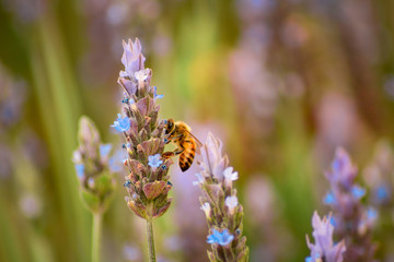 abeja en lavanda