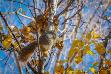 squirrel on tree