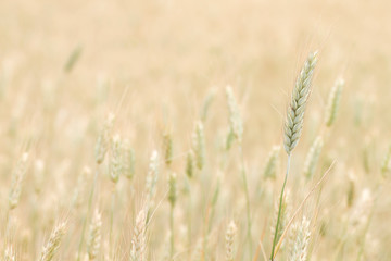 Wheat detail on a farmland