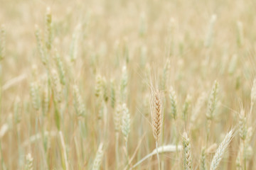 Fototapeta premium Cereals fields in the countryside