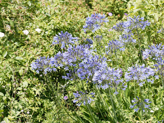 Hampes florales d'agapanthes bleues violettes (Agapanthus praecox) 