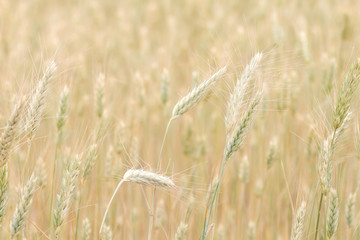 Detail of wheat field in the countryside