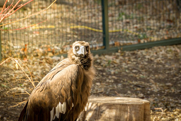 bird of prey