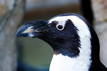 victoria crowned pigeon