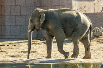 Fototapeta premium elephant in the zoo