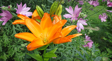 garden flowers