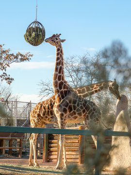 Girafee