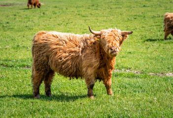 Highland cattle in a field on a sunny summer day