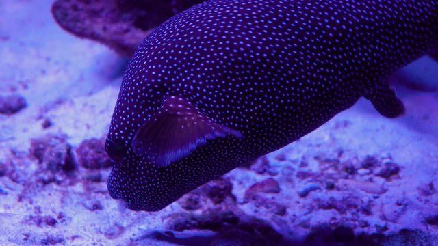 Honeycomb filefish Cantherhines pardalis hiding underwater