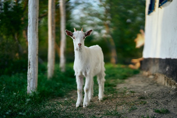 Obraz premium goat on green grass