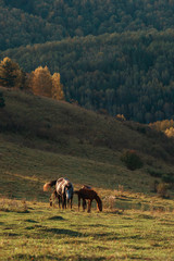 Obraz premium Horse in front of the sunrise. Beauty summer morning in Altai mountains. Green meadows, purity air