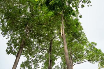 Fototapeta premium Three tall trees, branching, covering the sky From the bottom view