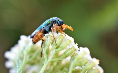 bug on a common yarrow flowers