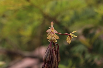 brasilian orchid