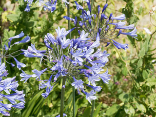 Agapanthus praecox - L'agapanthe précoce ou lis du Nil