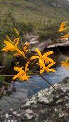 orange orchids