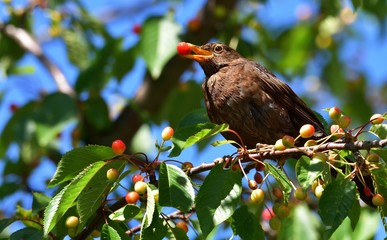 Common black bird, Turdus merula, foraging and eating cherry fruit