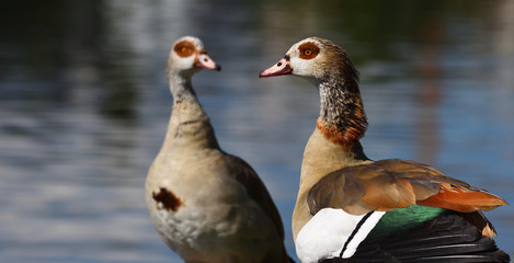 A couple of egyptian goose, Alopochen aegyptiaca, next to a river