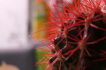 Macro View of red Cactus thorns