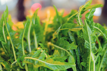 Background, natural green plants landscape, ecology, fresh wallpaper concept.