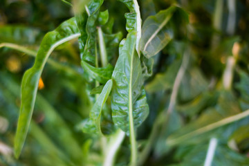 Dark green foliage of a healthy plant with leaves glistening. Low key, horizontal background or banner.