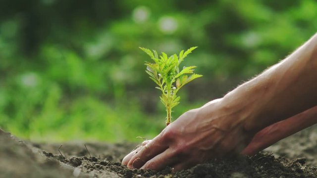 Man farmer hands planting seedlings into the ground. Handsc care of young green plant, agriculture industry concept. Environmental protection Tree growth, ground nature hand.